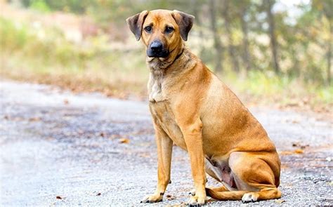 pictures of cur dogs|types of cur dog images.